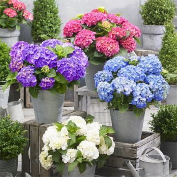 Hydrangea Little XS Collection - FOUR PLANTS - Blue, Pink, Purple & White - Compact Mophead Hydrangeas