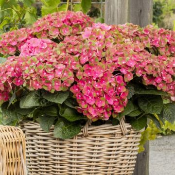 BLACK FRIDAY DEAL - Hydrangea Rembrandt ROSSO GLORY 