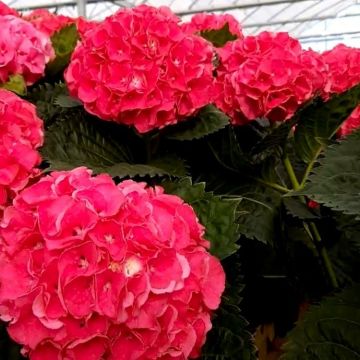 Hydrangea macrophylla 'Magical Candy Rock' - Large Flowered Mophead Hydrangea