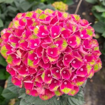 Hydrangea macrophylla 'Magical Charlotte' - Large Flowered Mophead Hydrangea