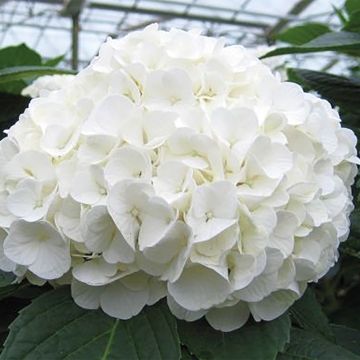 Hydrangea Magical Pearl - Large Flowered Mophead Hydrangea - XXXL Plants