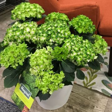 Hydrangea macrophylla 'Magical Rhapsody' - Large Flowered Mophead Hydrangea