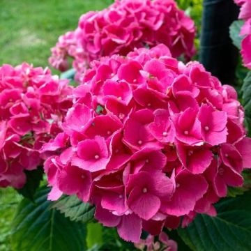 Hydrangea macrophylla Masja