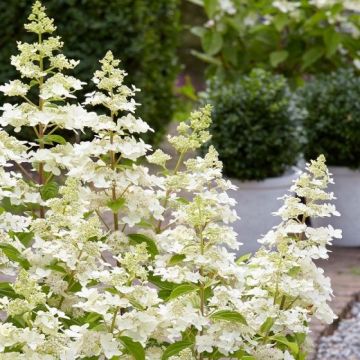 Hydrangea paniculata Confetti