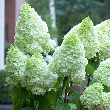 Hydrangea paniculata 'Magical Moonlight'