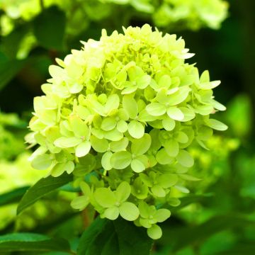 Hydrangea paniculata 'Mojito'