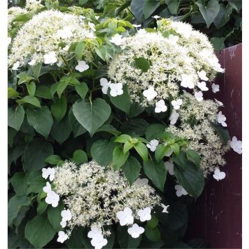 Hydrangea anomala petiolaris - Climbing Hydrangea - circa 80-100cms tall