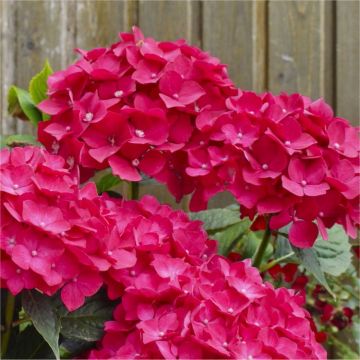 Hydrangea 'Pink Blossom' - Large Flowered Mophead Hydrangea - XXXL Plants