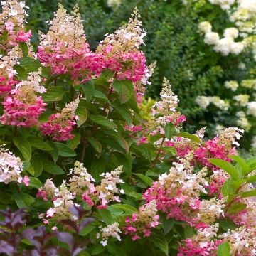 Hydrangea paniculata Pink Diamond