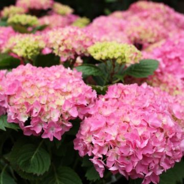 Hydrangea macrophylla Rosita - Large Flowered Plants