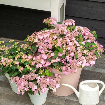 Hydrangea serrata Pink Petticoat