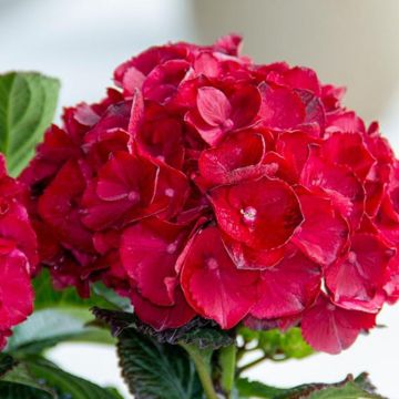 Hydrangea Pink Ruby - Large Flowered Mophead Hydrangea - XXXL Plants
