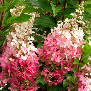 Hydrangea paniculata Diamond Rouge - EXTRA LARGE Flowering Plant