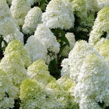 Hydrangea paniculata Polar Bear - Large Specimen Plant