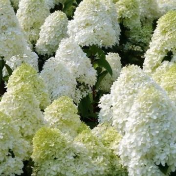 Hydrangea paniculata Polar Bear