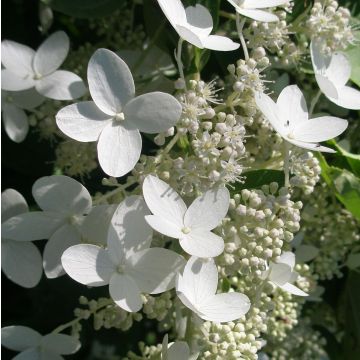 Hydrangea paniculata Prim White