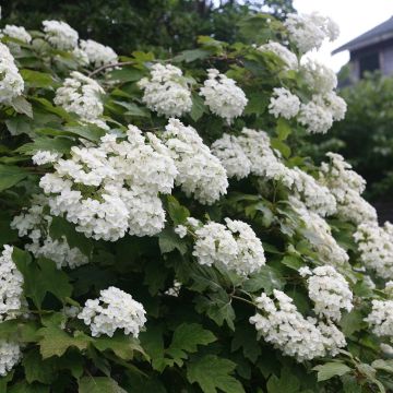 Hydrangea quercifolia Snow Flake - Oak-Leaved Hydrangea - LARGE