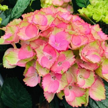 Hydrangea Radiant Charlotte