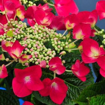 Hydrangea macrophylla Kardinal - Blood Red Lace cap Hydrangea