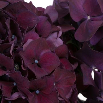 GIANT PURPLE MOPHEAD - Hydrangea Ruby Aubergine - Deep Purple - Large Flowered Mophead Hydrangea - XXXL Plants