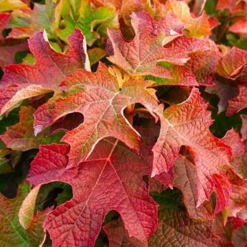 Hydrangea quercifolia Ruby Slippers - Oakleafed Hydrangea