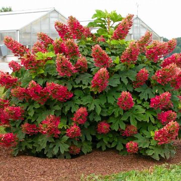 Hydrangea quercifolia Ruby Slippers - Oakleaf Hydrangea