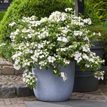 Hydrangea Runaway Bride® - Snow White