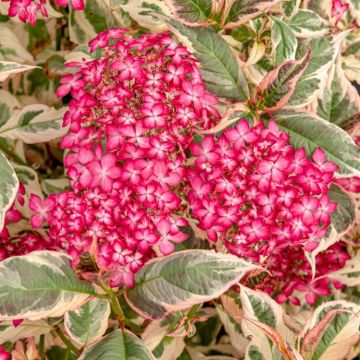 Hydrangea 'Euphoria Pink' - Chelsea Plant of the Year Winner - In Bud & Bloom