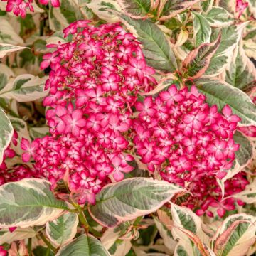 Hydrangea 'Euphoria Pink' - Chelsea Plant of the Year Winner