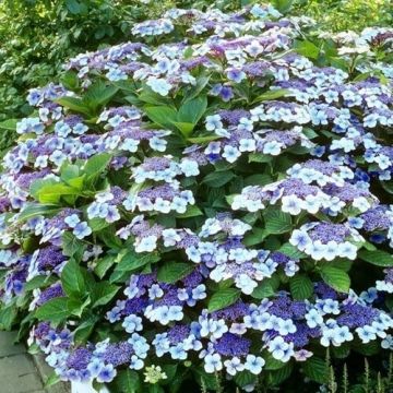 Hydrangea serrata Bluebird