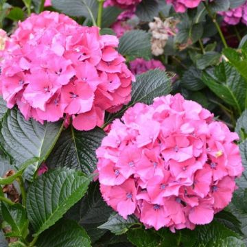 Hydrangea Sibilla - Large Pink Mophead Hydrangea