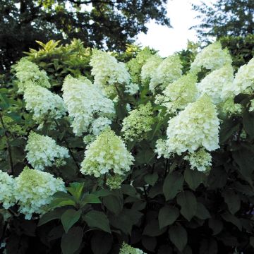 Hydrangea paniculata Silver Dollar