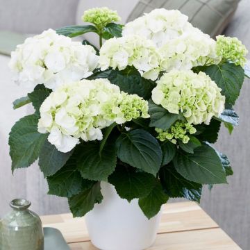 Hydrangea macrophylla 'Snow Ball' - Large Flowered Mophead Hydrangea -  100-140cms MONSTER XXXXL Plants