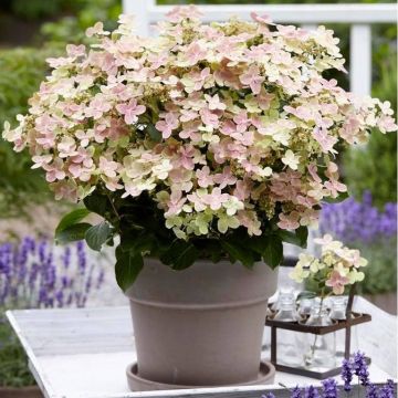 WINTER SALE - Hydrangea paniculata Ophelia