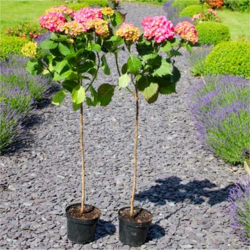 Hydrangea Tree - Kings Red - Giant Red Mophead Standard Tree 100-120cms tall