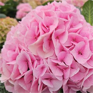 GIANT CANDY FLOSS PINK MOPHEAD - Hydrangea Vienna - Large Flowered Mophead Hydrangea - XXXL Plants