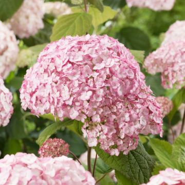 Hydrangea arborescens 'Candybelle Bubblegum'
