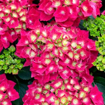 Hydrangea macrophylla Glowing Embers