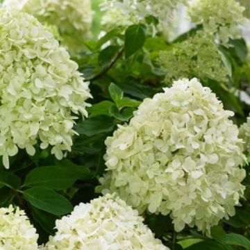 Hydrangea paniculata 'Little Spooky'