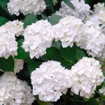 Hydrangea macrophylla Madame E. Mouillere