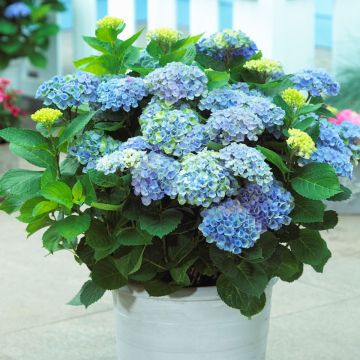 Amazing Powder Blue Hydrangea macrophylla Magical Revolution - Large Flowered Mophead Hydrangea - XXXL Plants