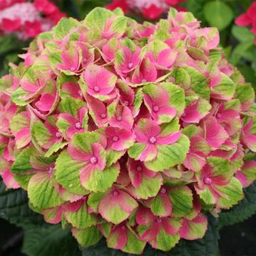 Hydrangea macrophylla Amethyst