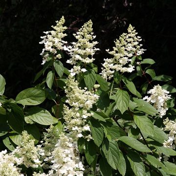 Hydrangea paniculata 'Unique'