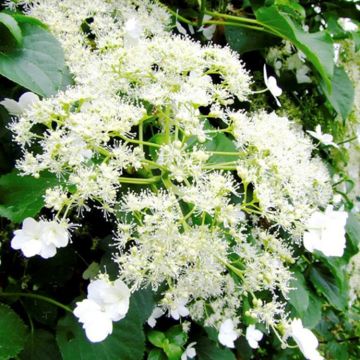 Hydrangea anomala petiolaris - Climbing Hydrangea
