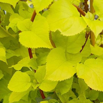 Hydrangea anomala petiolaris Bright Side