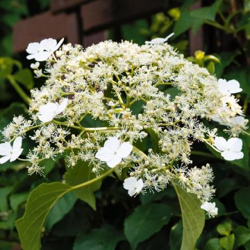 Hydrangea anomala petiolaris Flying Saucer