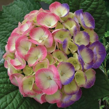 Hydrangea Rembrandt Dolce Chic Blue