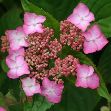 Hydrangea serrata Avelroz