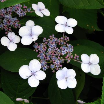 Hydrangea serrata Magic Pillow