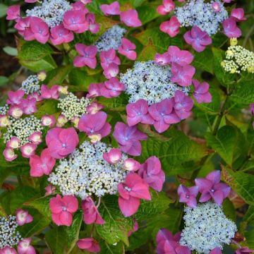 Hydrangea serrata 'Yae-no-amacha'